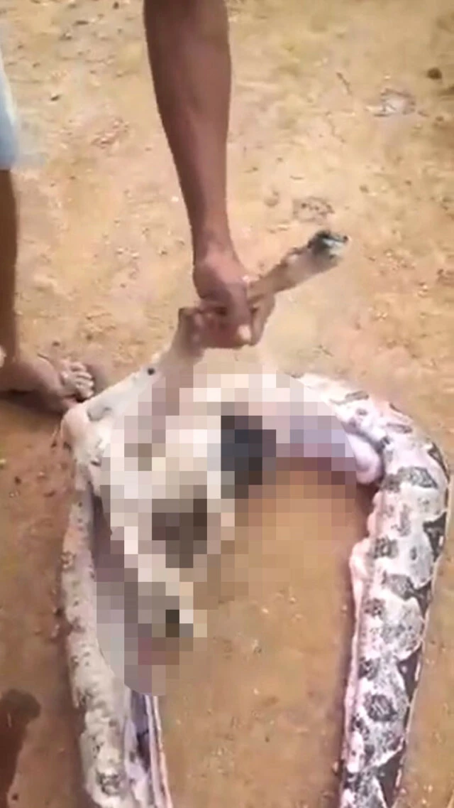 Yılanın içinden çıkan köylüleri şoke etti! Gizem böyle çözüldü