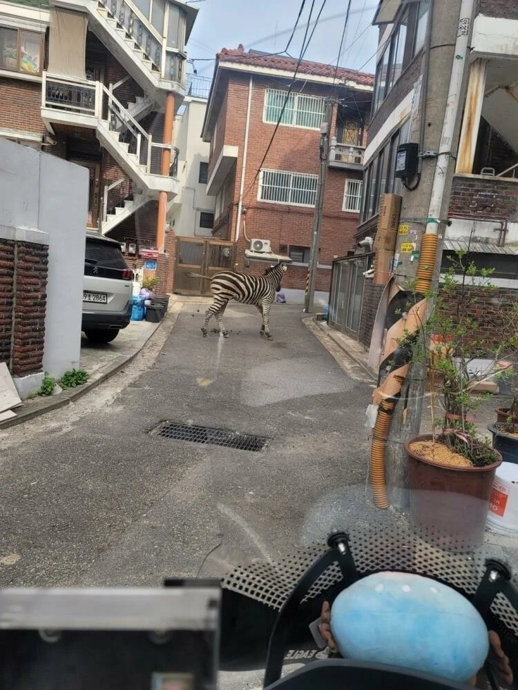 Firari zebra şehri birbirine kattı! Hayvanat bahçesi yetkilileri peşine düştü