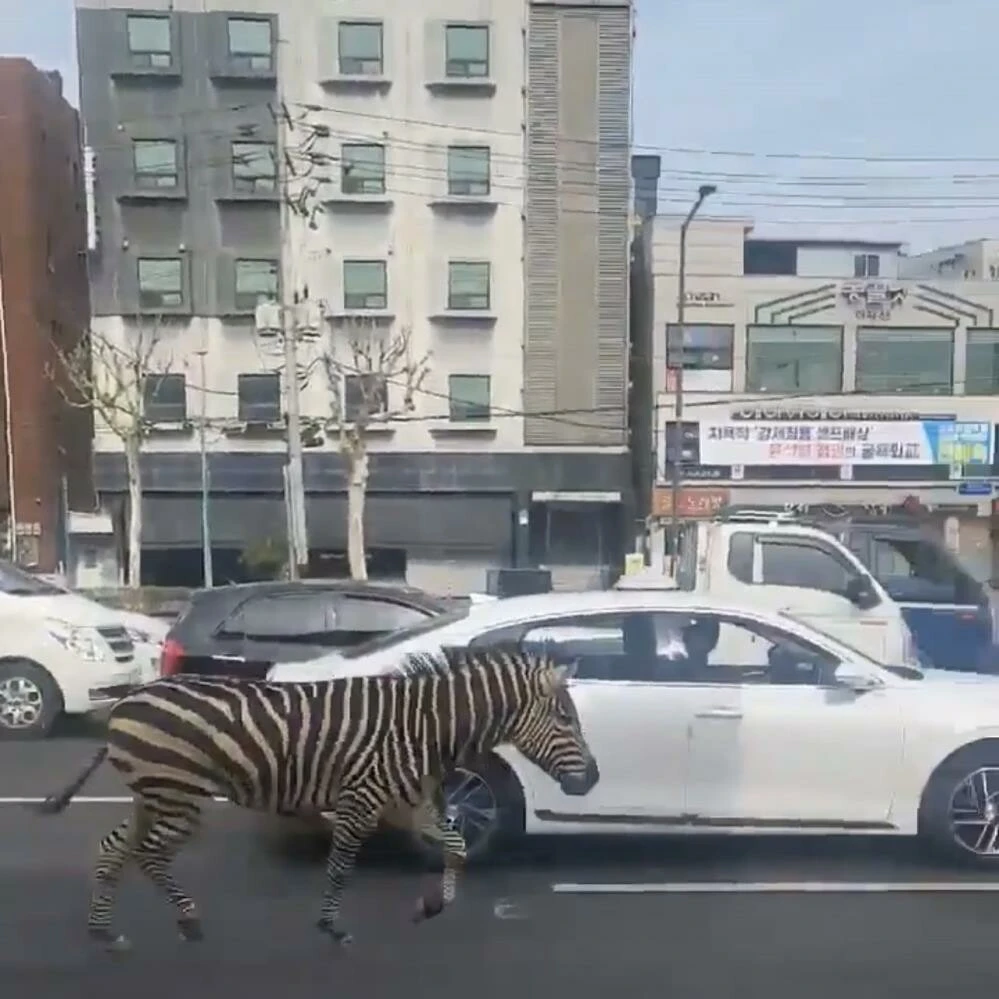 Firari zebra şehri birbirine kattı! Hayvanat bahçesi yetkilileri peşine düştü