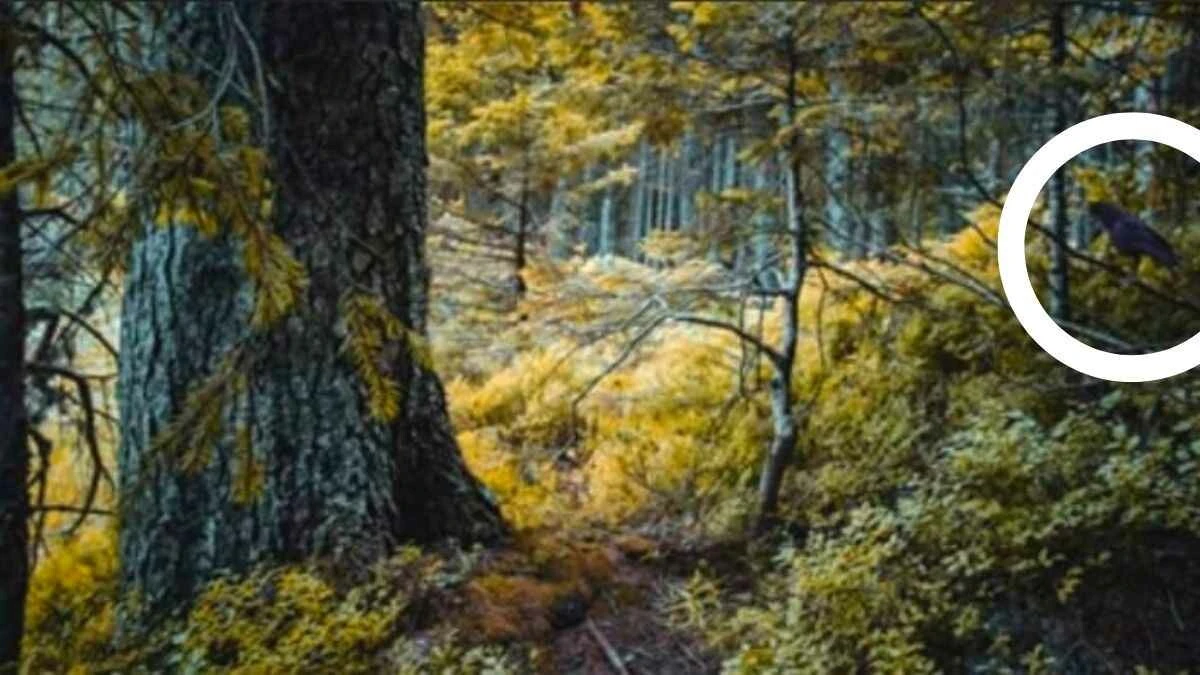 Detaycı bir zekaya mı sahipsiniz? Ormandaki kargayı yalnızca 150 IQ’su olanlar 7 saniyede görebiliyor