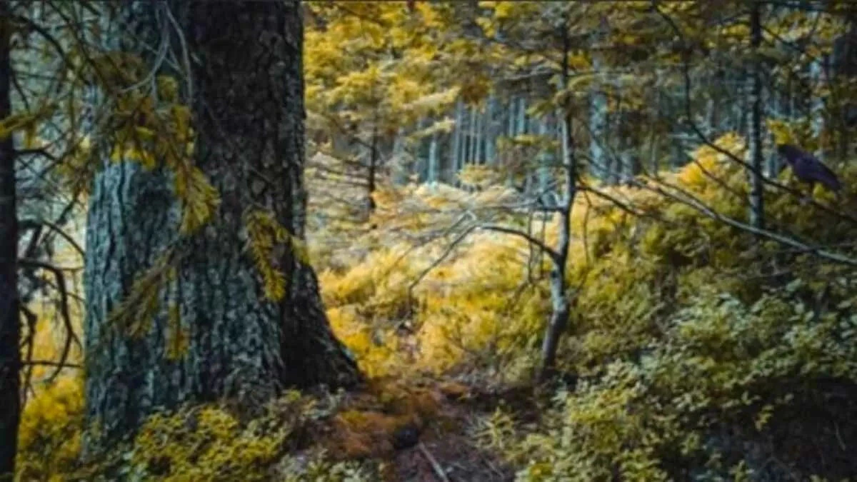 Detaycı bir zekaya mı sahipsiniz? Ormandaki kargayı yalnızca 150 IQ’su olanlar 7 saniyede görebiliyor