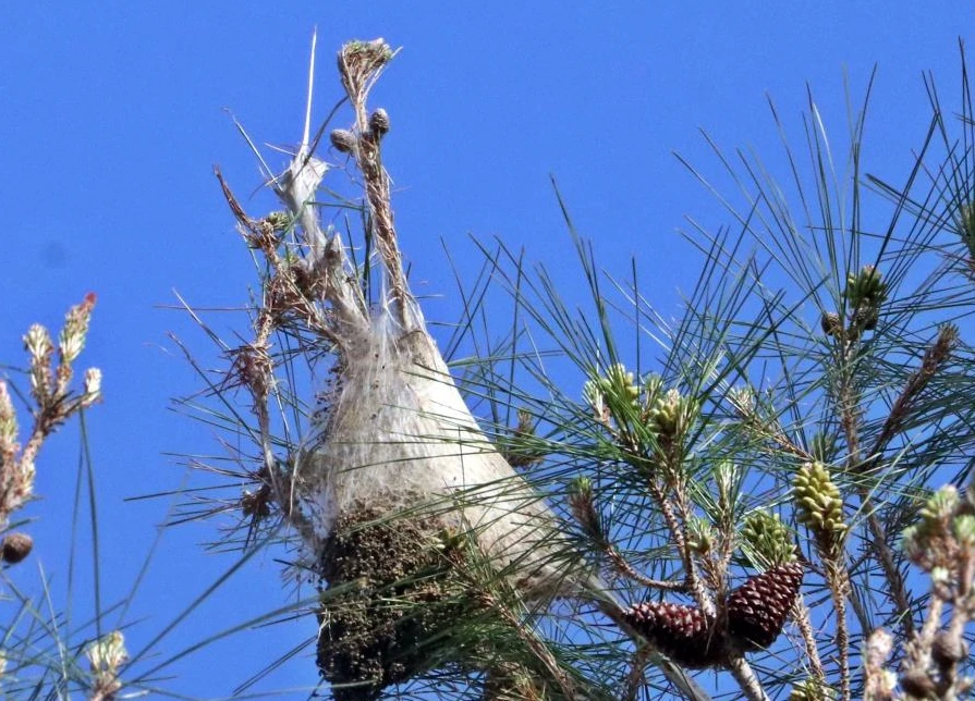 Bahçesini süpüren kadın neye uğradığını şaşırdı! Hastanenin yolunu tuttu