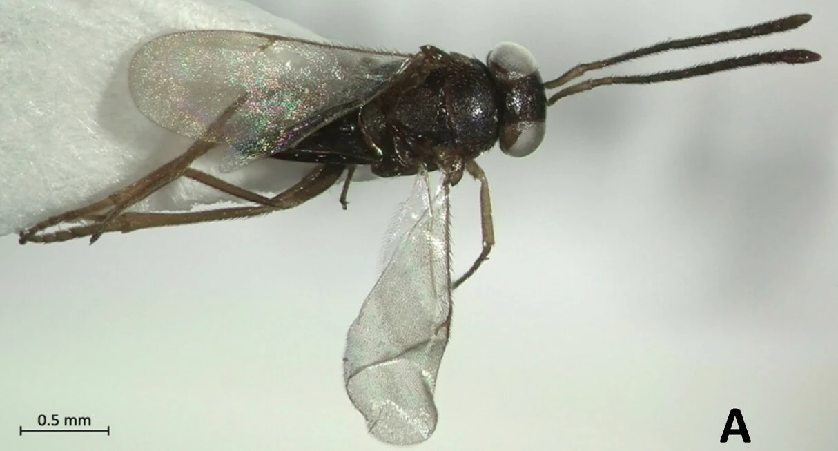 Aydın’da yeni bir böcek türü bulundu