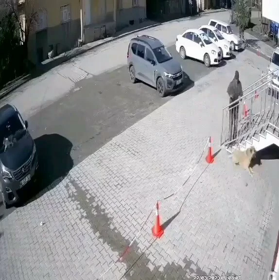 Sivas'ta bir şahıs, uyuyan köpeğe taş fırlattı