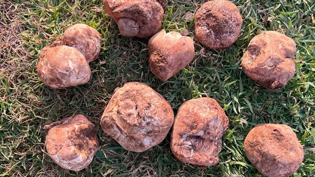 Doğada kendiliğinden yetişiyor, geçim kaynağı oluyor: Ete göre 7 kat proteine sahip