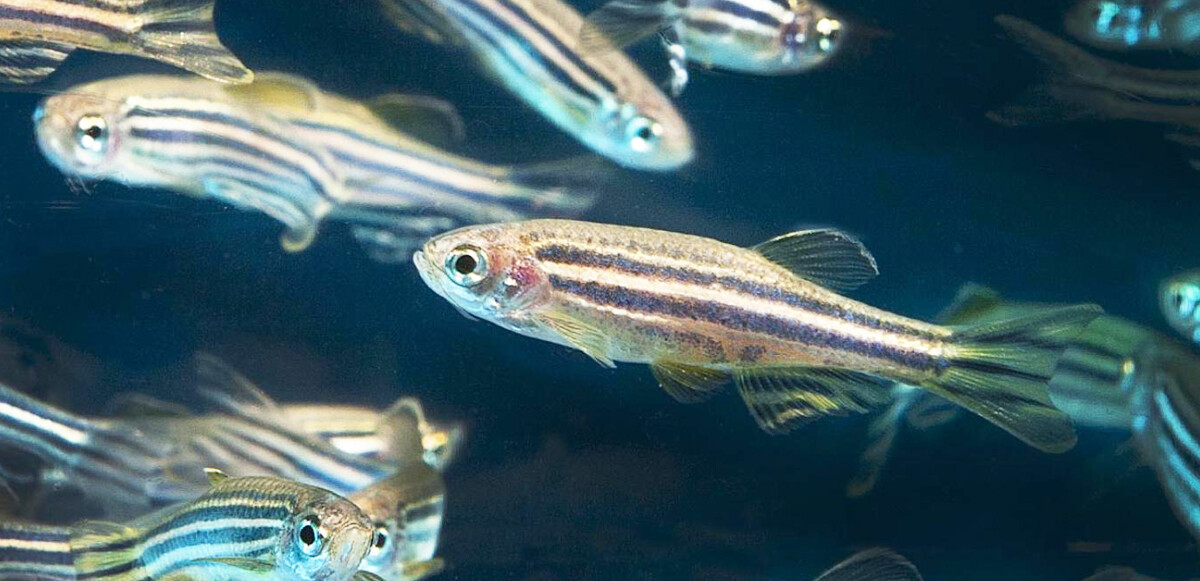 Bilim insanlarından ilginç araştırma: Balıklar birbirlerinin duygusunu hissediyor! 