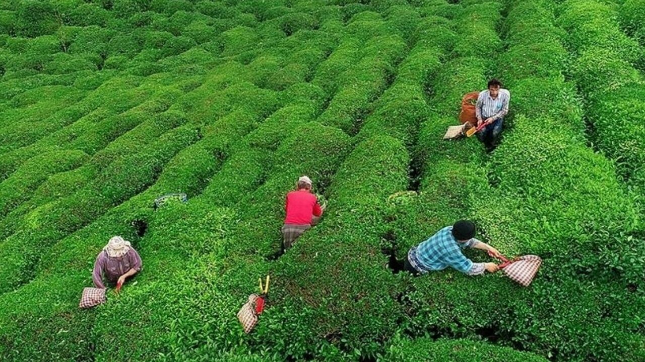 Çay ödemeleri için sinyal verildi; Tarım ve Orman Bakanlığı hemen harekete geçti! İşte çay desteği ödeme takvimi