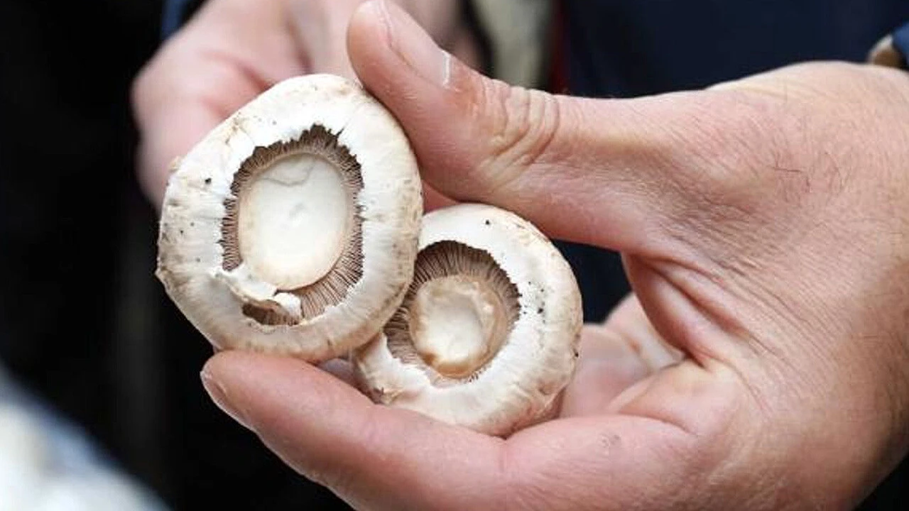 Mantarı uzun süre saklamanın sırrı. Mantar severlerin işine yarayacak teknik! Mantar kararmıyor ve bozulmuyor 