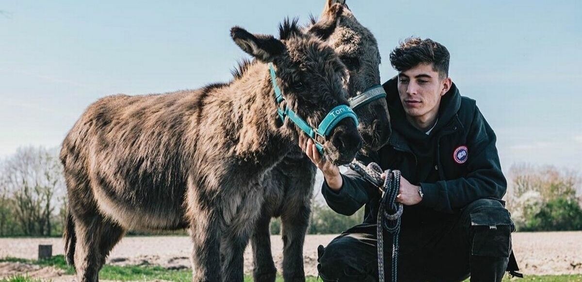 Chelsea&#039;li Kai Havertz&#039;e takım arkadaşları &#039;eşek&#039; diyor