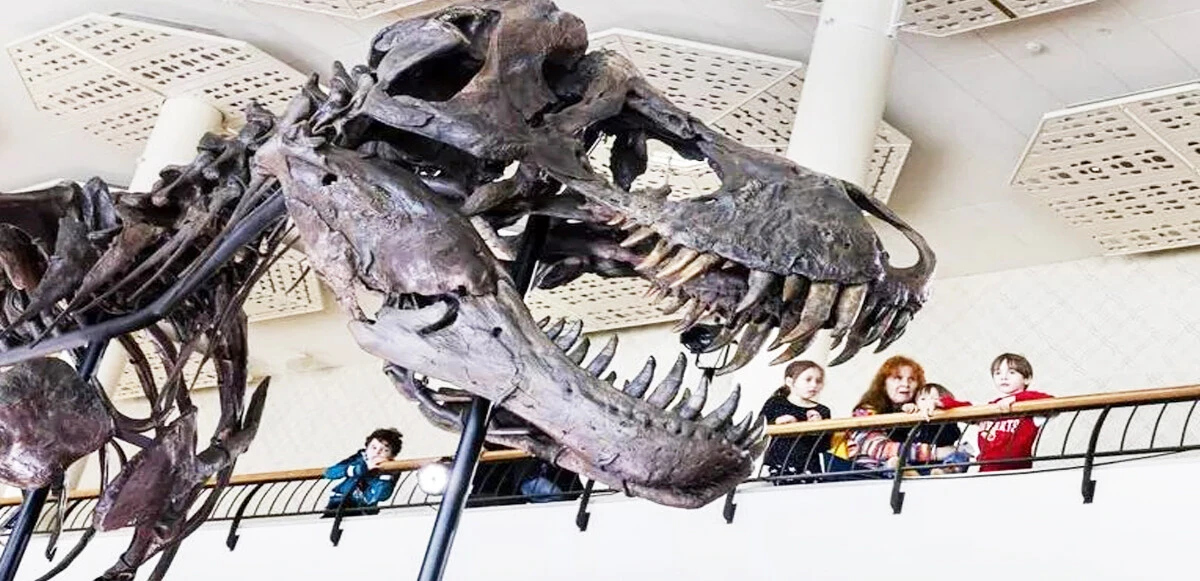 Bu da dinozor pazarı! T-Rex’in iskeleti açık artırmada, 160 milyon lira fiyat biçildi 