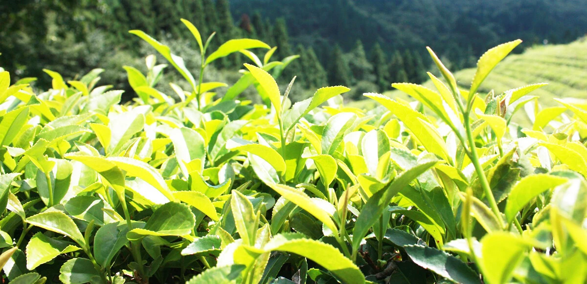 Çarpıcı araştırma: Bitkiler acı çektiklerinde çığlık atıyor