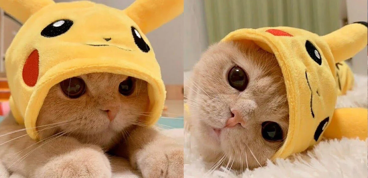 TikTok <a href=