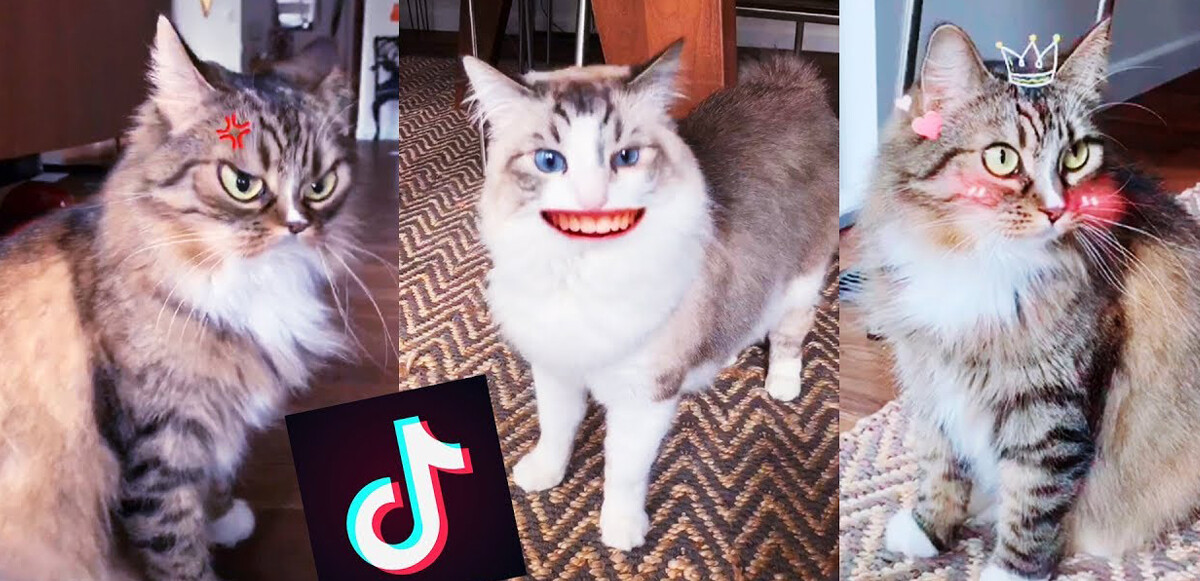 TikTok kedi videoları üretimi vurdu! Firmalar isyan bayrağını çekti