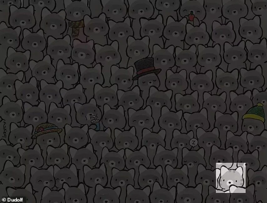 Süre 15 saniye…Rakunların arasındaki kediyi sadece bir dahi bulabilir!