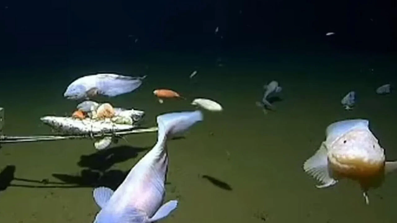 En derinde ilk kez bulundu, görüntüleri ortaya çıktı: 8 km fazladan yüzüyor 