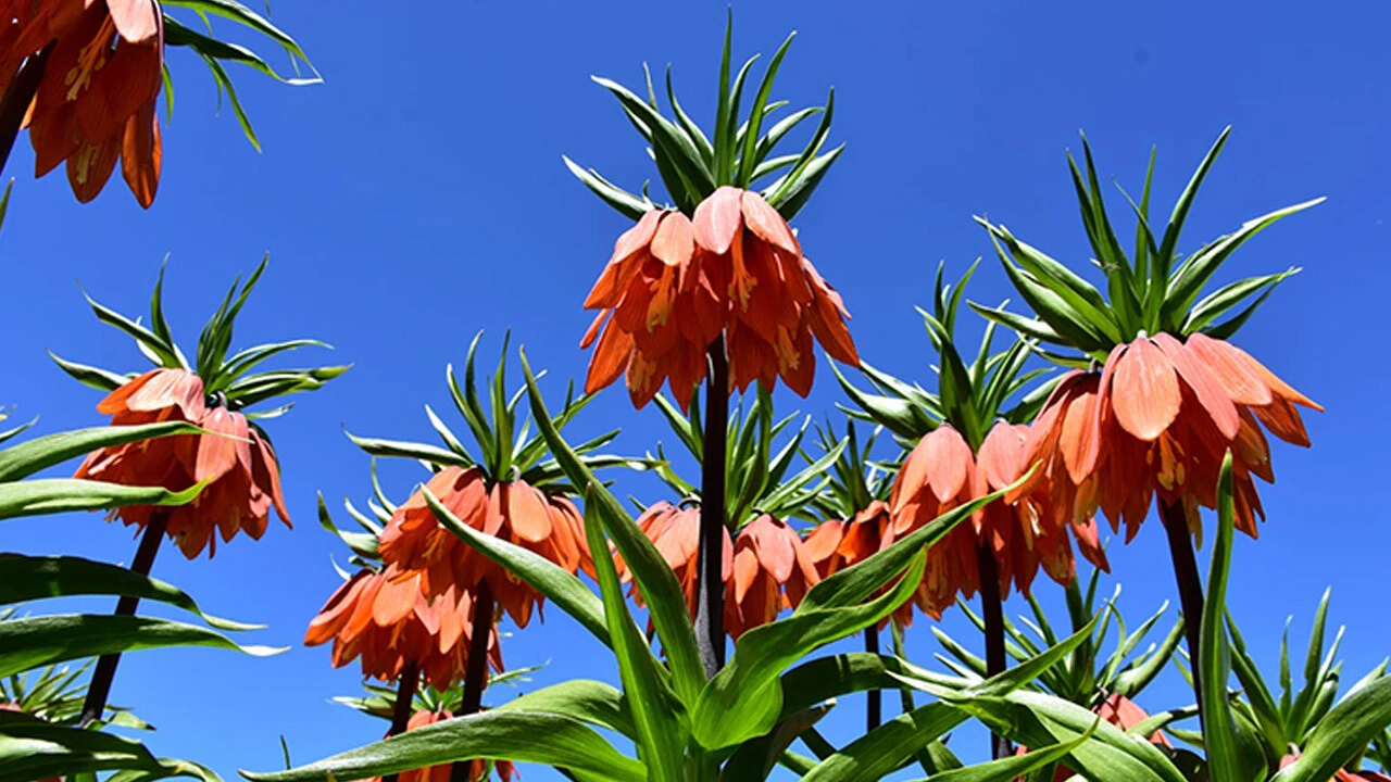 Bu laleyi koparan yandı! Cezası 244 bin 315 lira