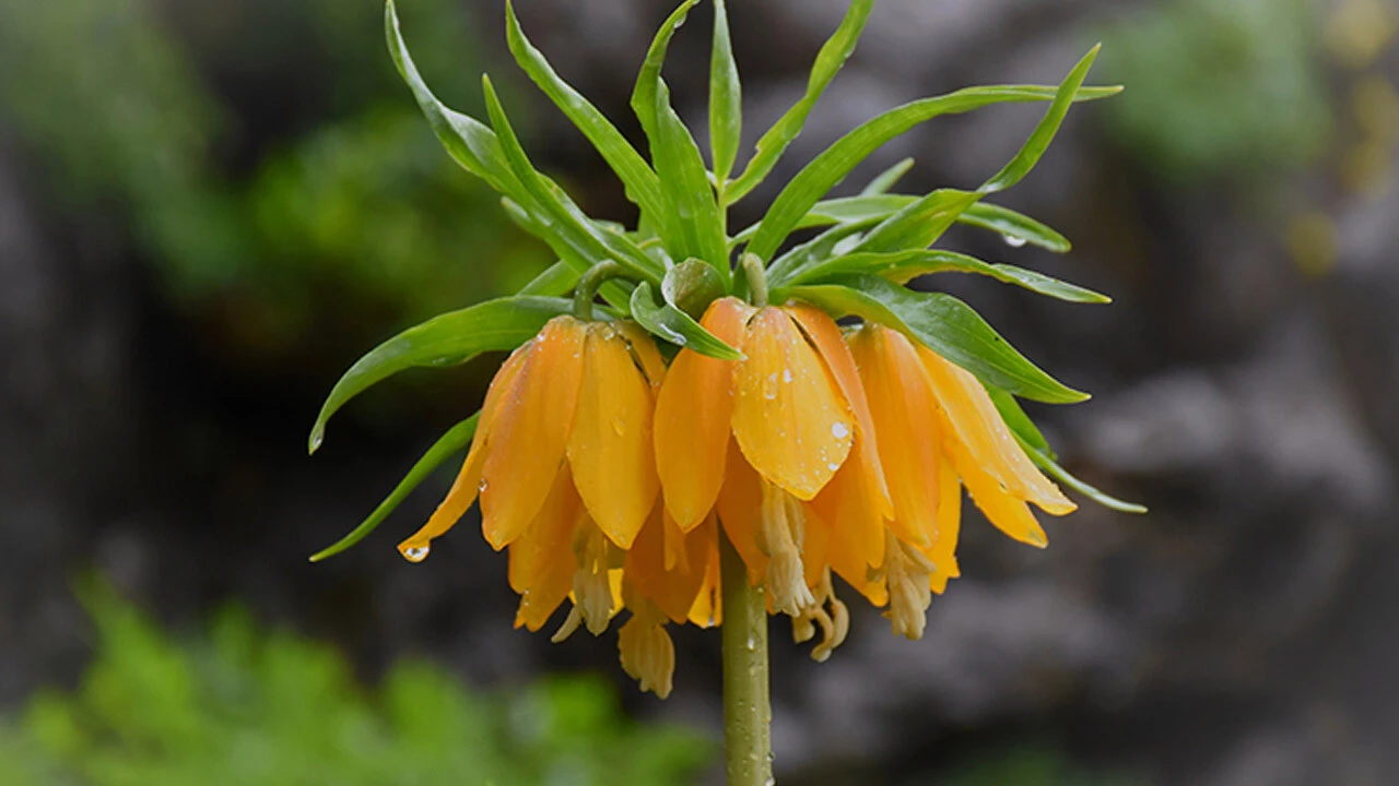 Bu laleyi koparan yandı! Cezası 244 bin 315 lira