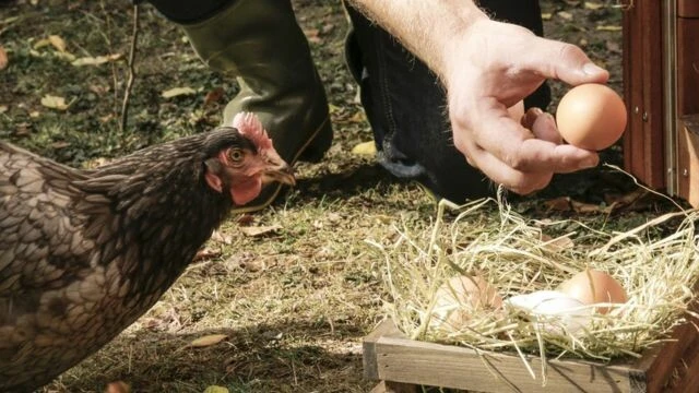 Milyonlarca hayvan öldürüldü artık ülkede gömecek yer kalmadı! Kuş gribi yumurta fiyatlarını da tırmandırdı
