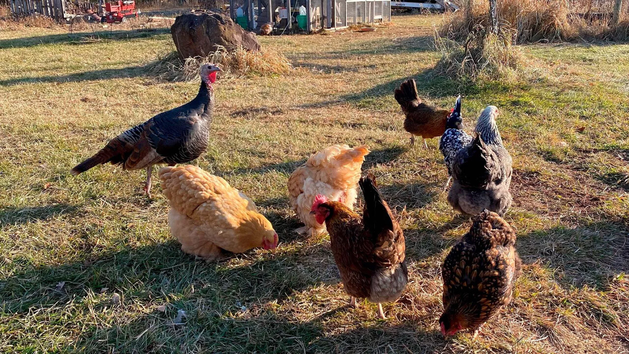 Milyonlarca hayvan öldürüldü artık ülkede gömecek yer kalmadı! Kuş gribi yumurta fiyatlarını da tırmandırdı