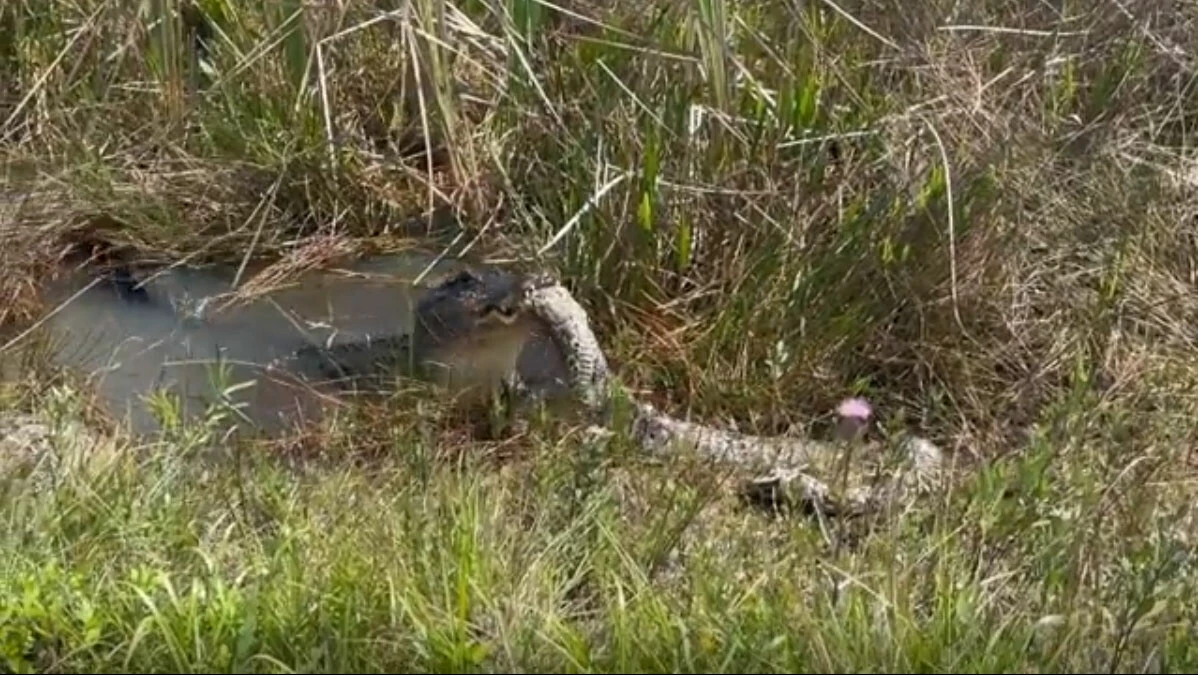 Piton ve timsahın tehlikeli karşılaşması: İkisinden biri yem oldu işte o anlar
