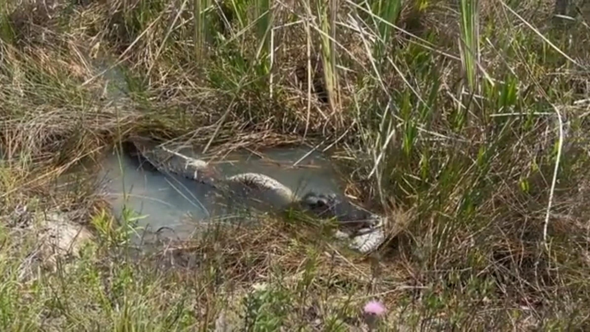 Piton ve timsahın tehlikeli karşılaşması: İkisinden biri yem oldu işte o anlar