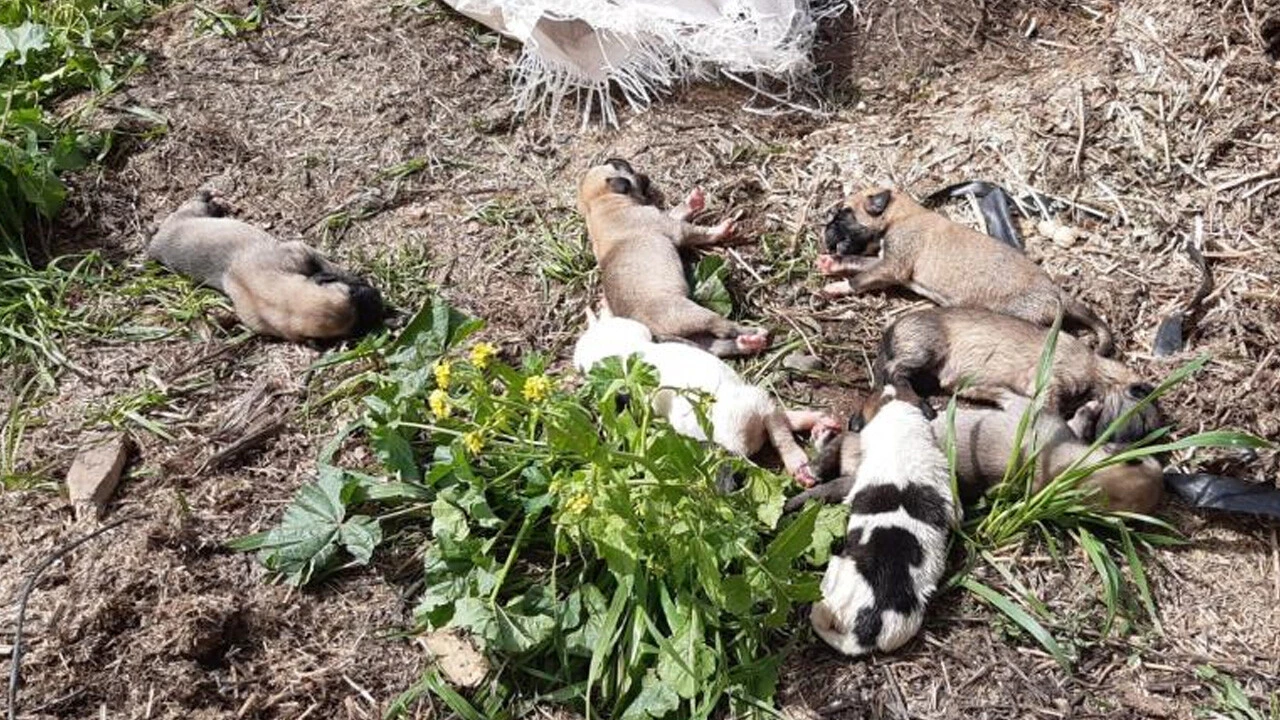 Vicdansızlar! 11 yavru köpek ölüme çuvala koyup ölüme terk ettiler