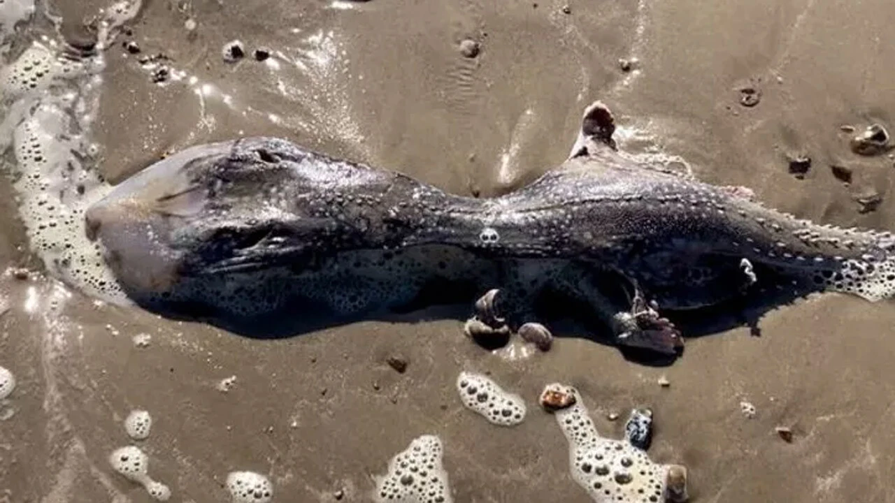 'Uzaylı gibi bir şey' diyerek basına haber verdi! Gerçek ortaya çıktı