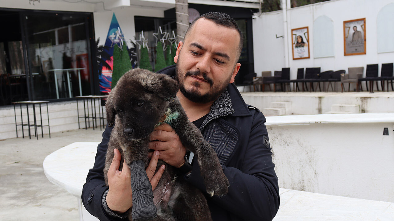 Denizli’de vahşet: Yavru köpeğe kan donduran işkence