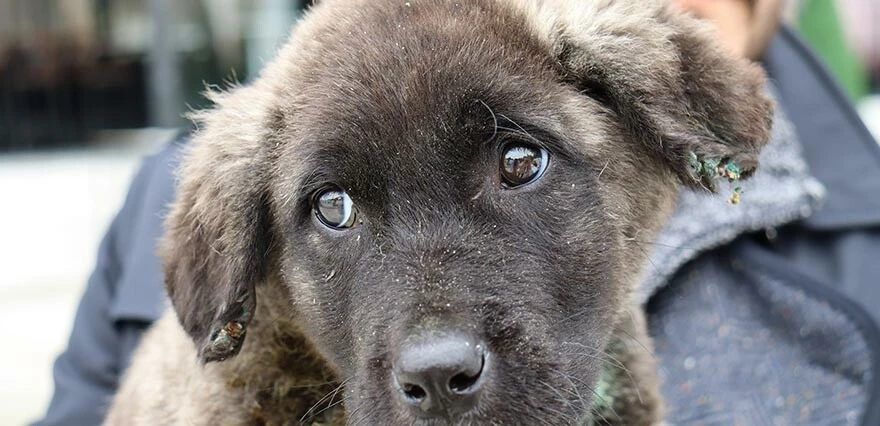 Denizli’de vahşet: Yavru köpeğe kan donduran işkence
