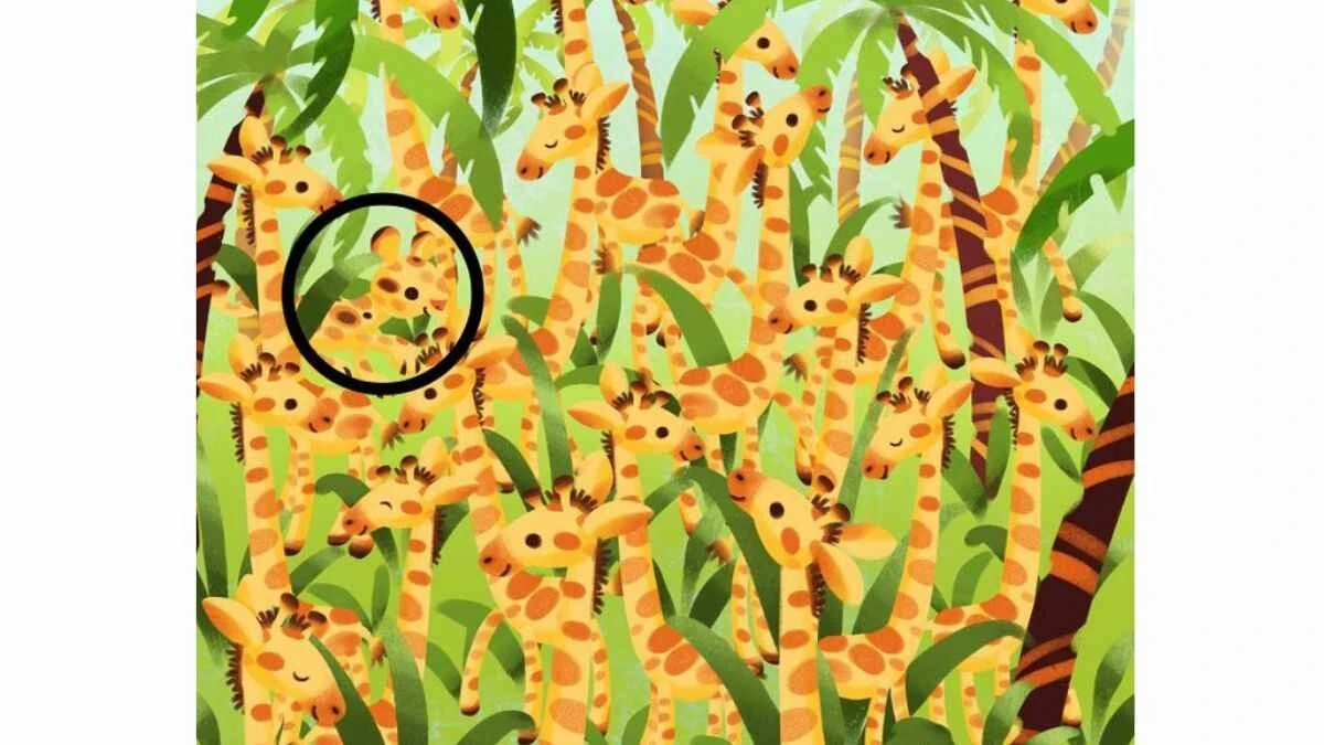 Süre 27 saniye… Zürafaların arasındaki leoparı yalnızca dâhiler bir çırpıda görebiliyor!