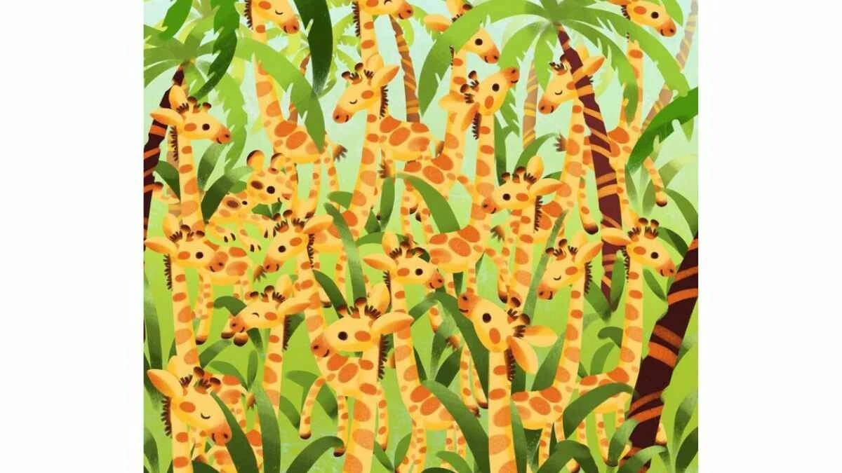 Süre 27 saniye… Zürafaların arasındaki leoparı yalnızca dâhiler bir çırpıda görebiliyor!