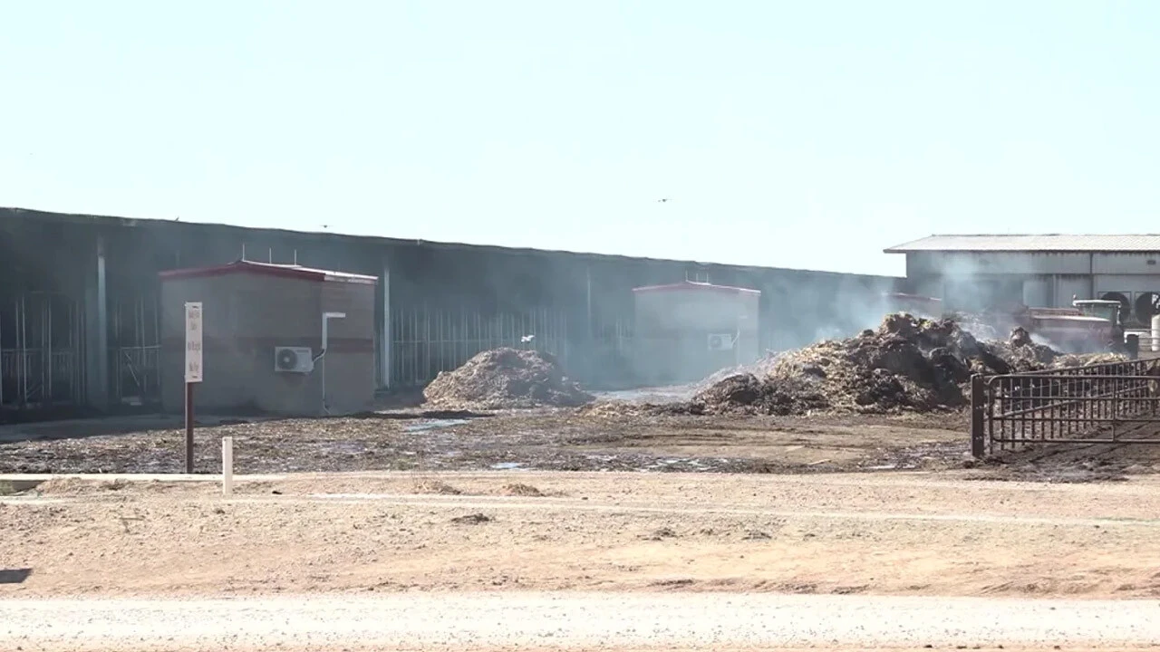 Tam bir trajedi! 18 bin inek yanarak telef oldu