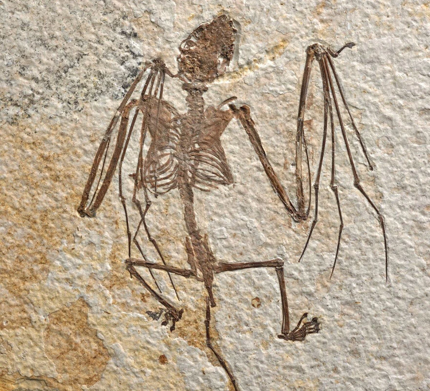 Tam 52 milyon yıllık! Bilim dünyasına ışık tutan keşif