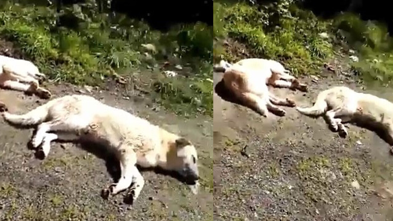 Zonguldak'ta onlarca köpek boş arazide ölüme terk edildi; sağ kalanlar can çekişiyor