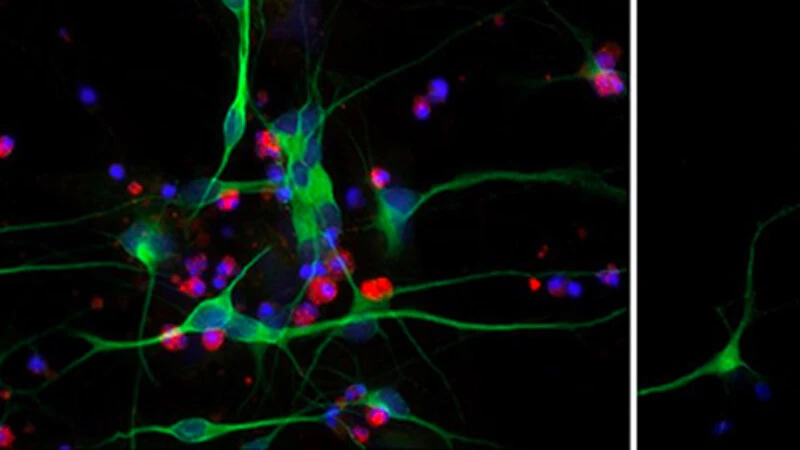 Uzmanlar 'uzun ömrün' sırrını açıkladı: Soğuk hava
