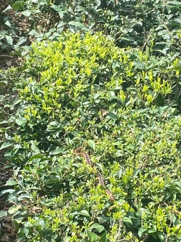 Dünyanın en zehirli yılanlarından: Artvin'de ilk kez bu kadar yakından görüntülendi