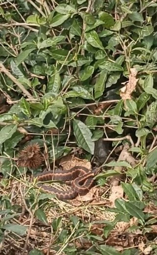 Artvin Dünyanın en zehirli yılanlarından: <a href=