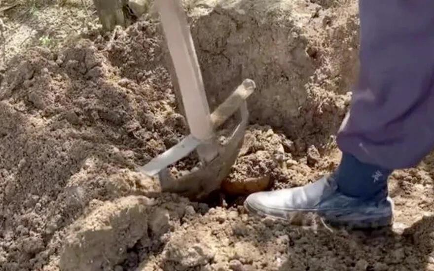 5 yıl toprağın altında bozulmadan sakladı: Amasyalı çiftçi Guinness Rekorlar Kitabı'na girmek istiyor