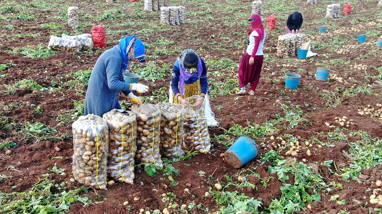 Kilosu 20 TL&#039;ye dayandı, patates fiyatları düşecek mi?