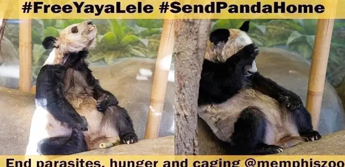 Panda diplomasisi son buldu! Çin tarafından ABD’ye gönderilen dostluk elçisi Panda Ya Ya geri döndü 