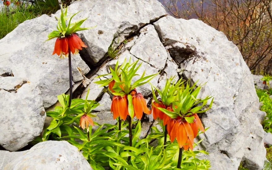 Elazığ'da ters laleri koparmanın cezası 244 bin TL
