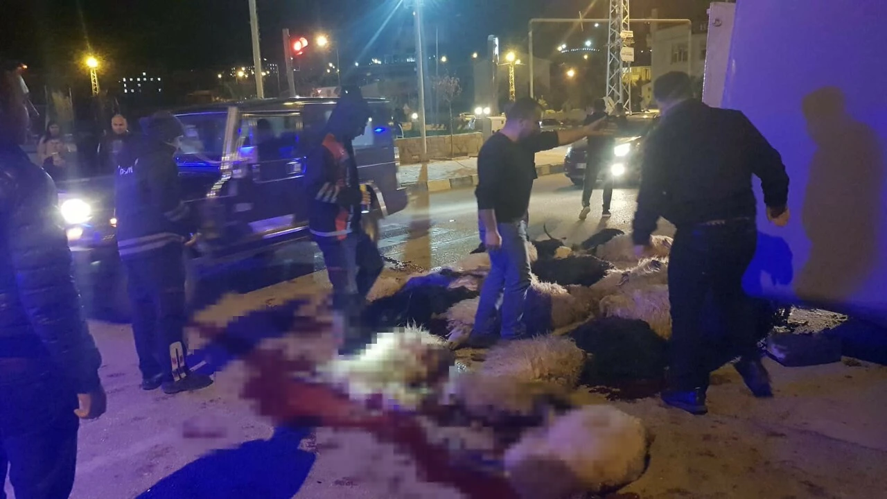 Van'da cip ile kamyonet çarpıştı: 25 hayvan telef oldu