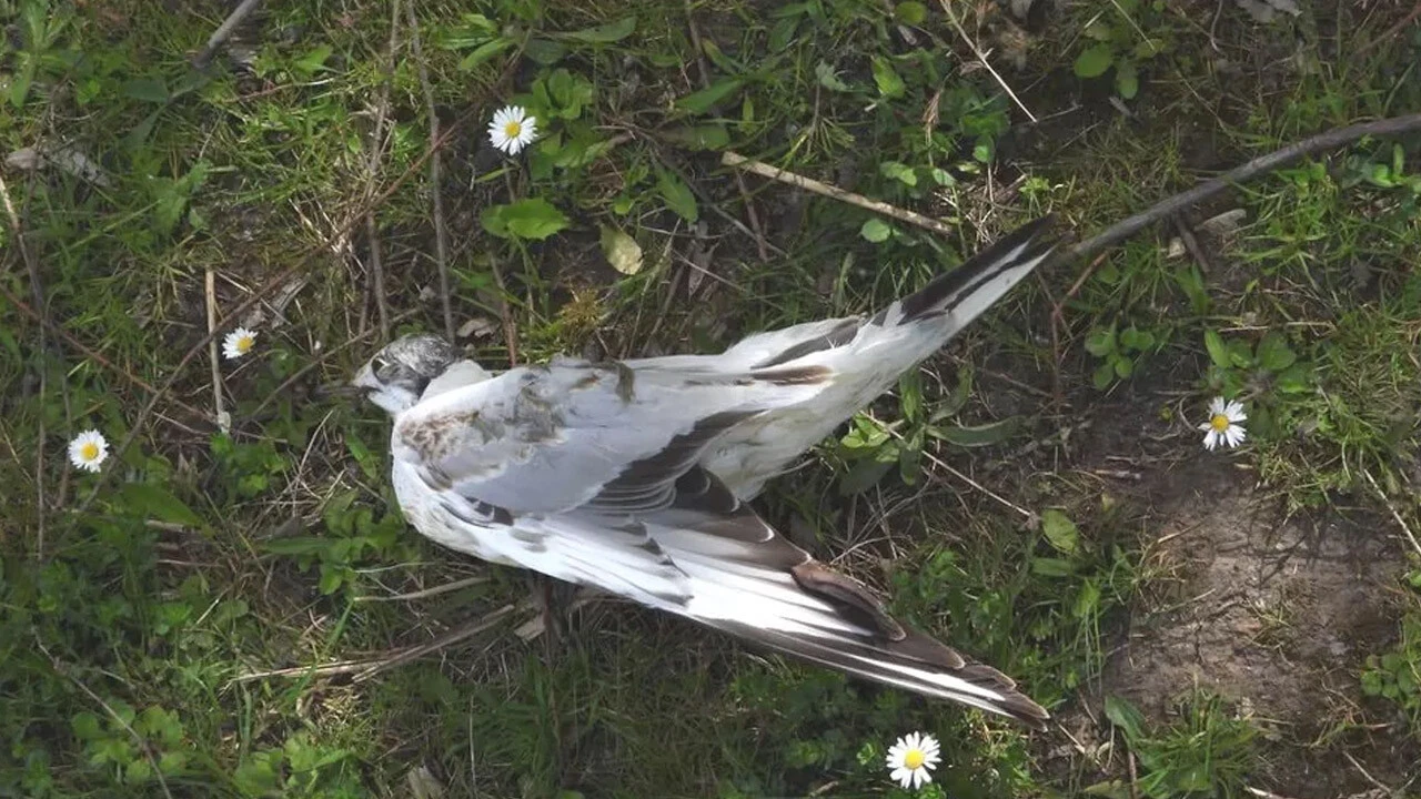 Kuşlar gökten düşerek ölüyor! Yerleri ölü hayvanlar kapladı hastalık yayılıyor