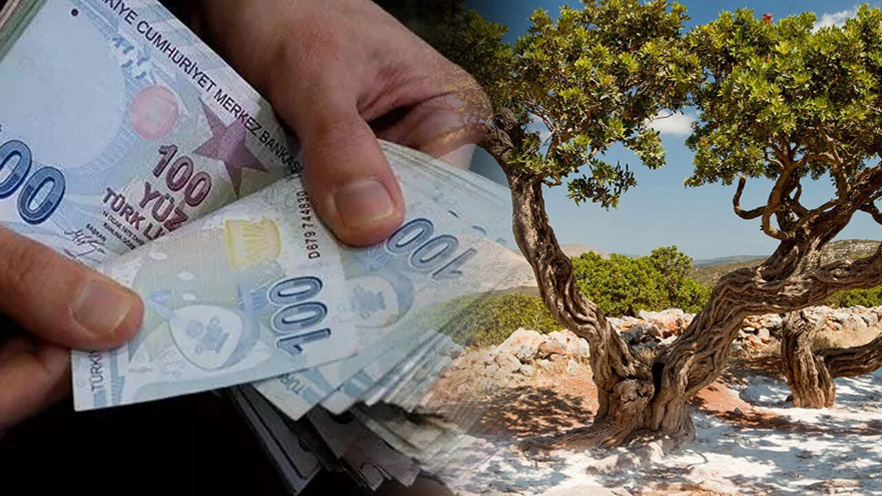 Bu ağaç adeta altın damlatıyor! Binlerce TL'nin süzüldüğü dallar, gelir kapısı oldu