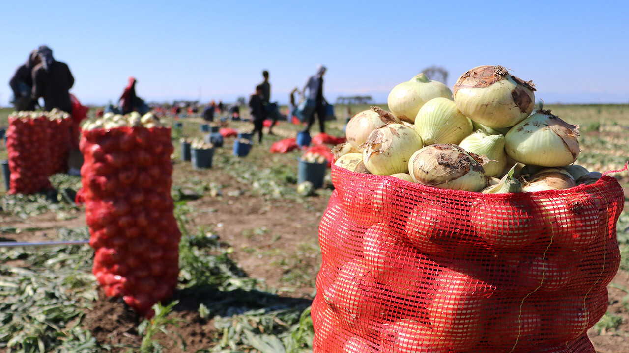 Soğan fiyatları 7 lira düştü! Ziraat Odası Başkanı açıkladı: Vatandaş ucuza soğan yiyecek