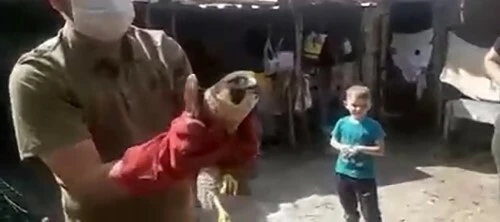 Dünya’nın en hızlı kuşu: Gökdoğan yaralı bulundu