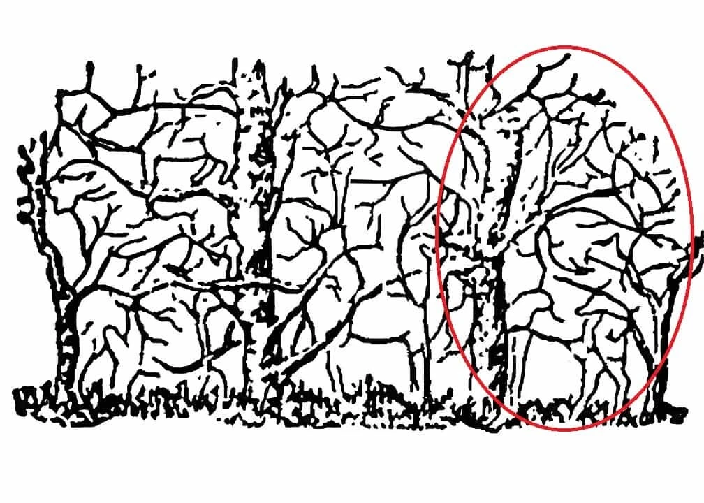 Dikkat testi: Resimdeki gizli zürafayı 6 saniyede bulabilenin görsel zekası üstün kabul ediliyor!