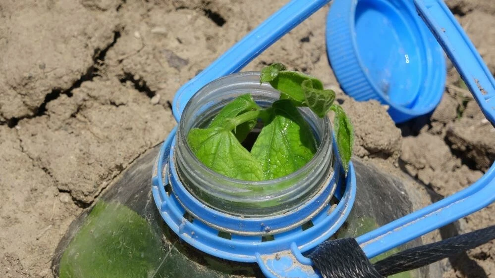 Kuraklıkta devrim gibi çözüm!