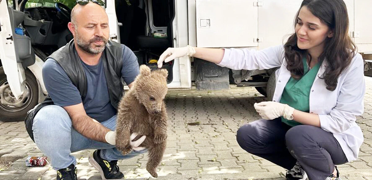 Yolunu kaybeden yavru ayılar böyle kurtarıldı, o anlar duygulandırdı