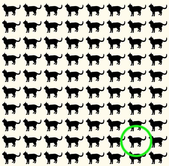 Pratik zeka testi: Farklı kediyi 5 saniyede bulanların IQ’su en az 130 çıkıyor!